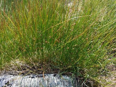 Juncus filiformis, photographed by Jens-Christian Svenning