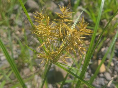 Cyperus esculentus, photographed by Renato Robert
