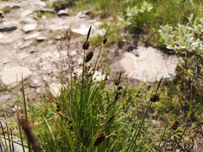 Carex saxatilis, photographed by Jens-Christian Svenning