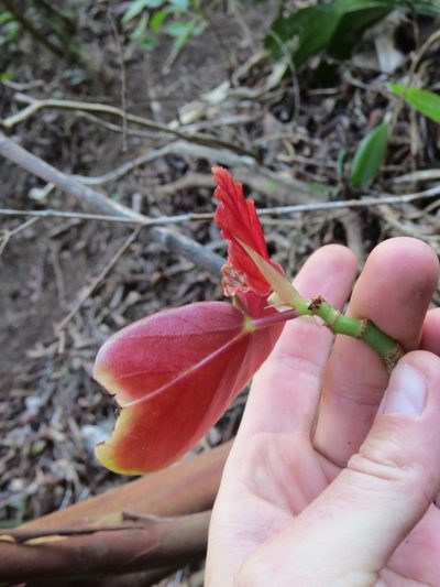 Begonia maculata, photographed by Victor Farjalla Pontes