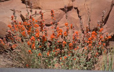 Sphaeralcea parvifolia, photographed by Mike Duran
