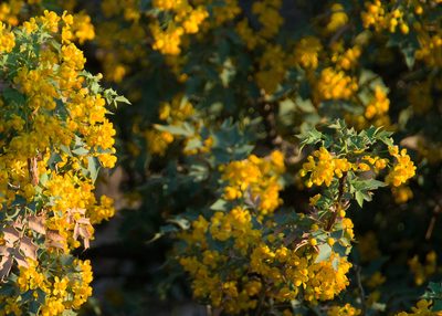 Berberis fremontii, photographed by Mike Duran