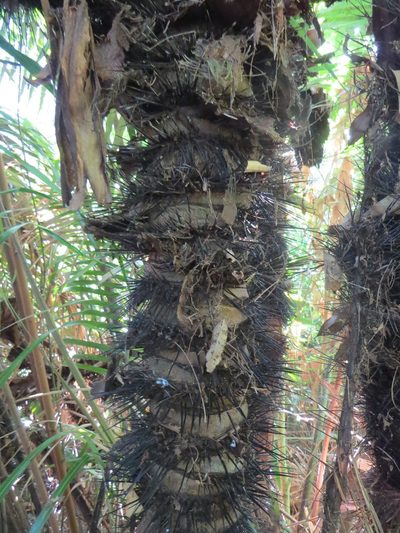 Astrocaryum aculeatissimum, photographed by Victor Farjalla Pontes