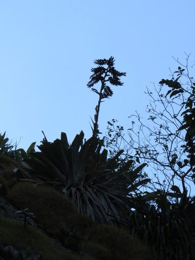 Alcantarea glaziouana, photographed by Victor Farjalla Pontes