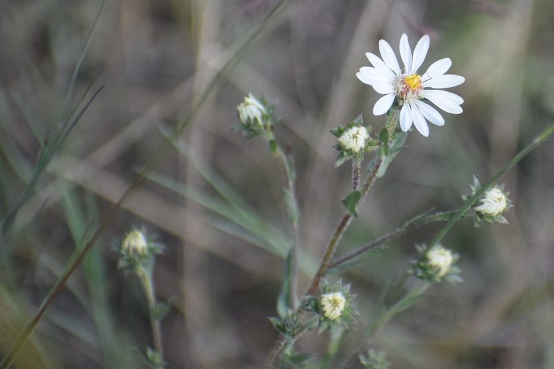 Symphyotrichum falcatum, photographed by Syd Cannings
