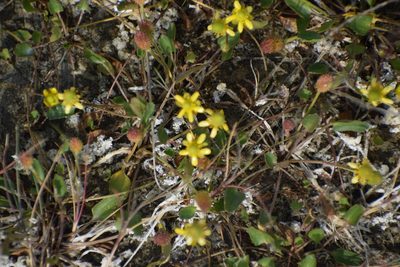 Halerpestes cymbalaria, photographed by Syd Cannings