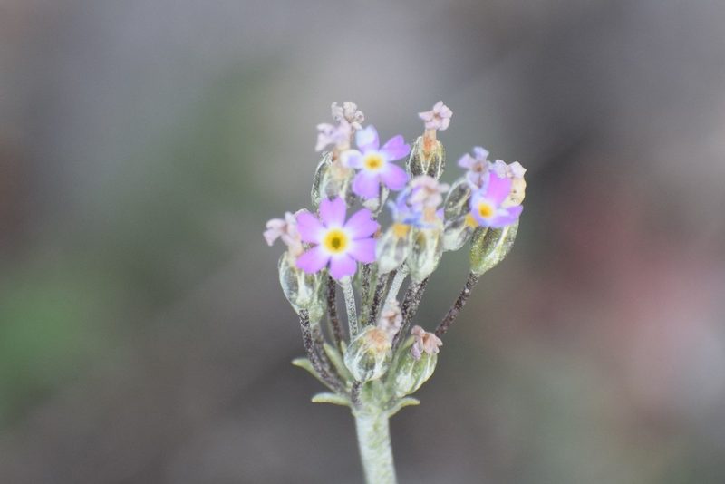 Primula incana, photographed by Syd Cannings