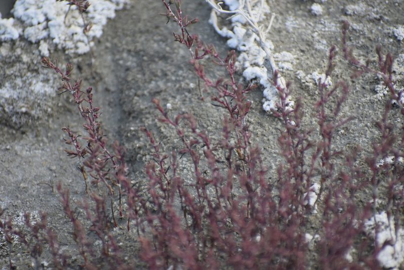 Suaeda calceoliformis, photographed by Syd Cannings