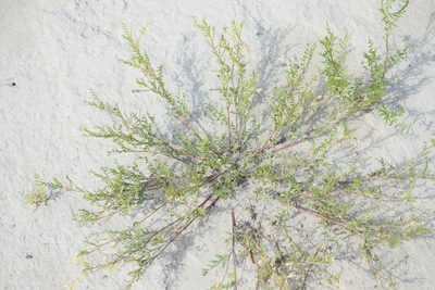 Astragalus multiflorus, photographed by Syd Cannings