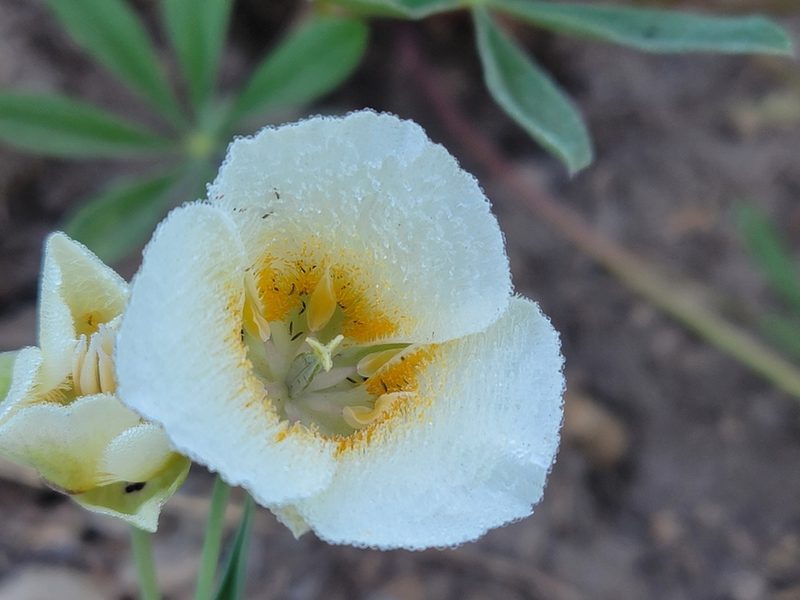 Calochortus subalpinus, photographed by Christine Braaten