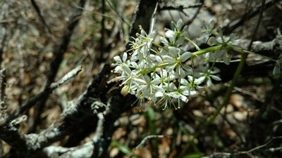 Toxicoscordion nuttallii, photographed by Cleveland Powell