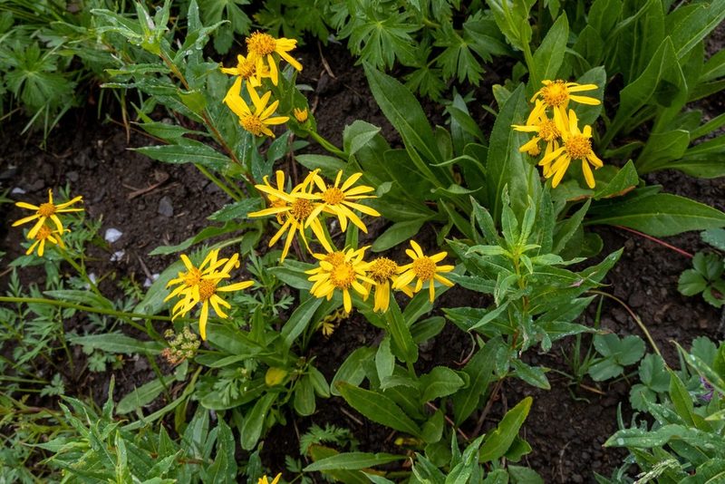 Senecio crassulus, photographed by Bob Walker