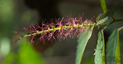 Acalypha phleoides, photographed by Víctor Alonso Hernández González