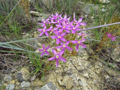 Zeltnera beyrichii, photographed by Annika Lindqvist
