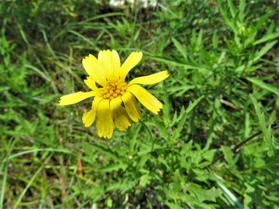 Tetraneuris scaposa, photographed by Annika Lindqvist