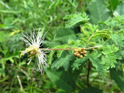 Acaciella angustissima, photographed by Annika Lindqvist