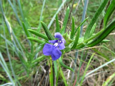 Salvia texana, photographed by Annika Lindqvist