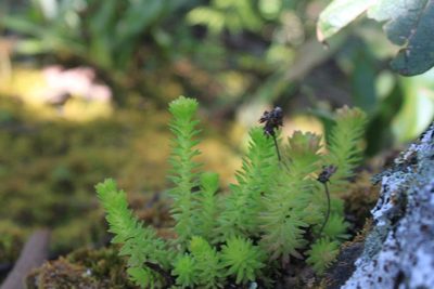 Sedum liebmannianum, photographed by Eugenio Padilla