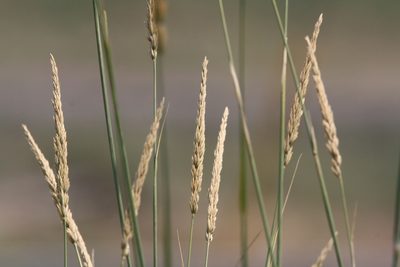 Leymus cinereus, photographed by Sawyer Baran