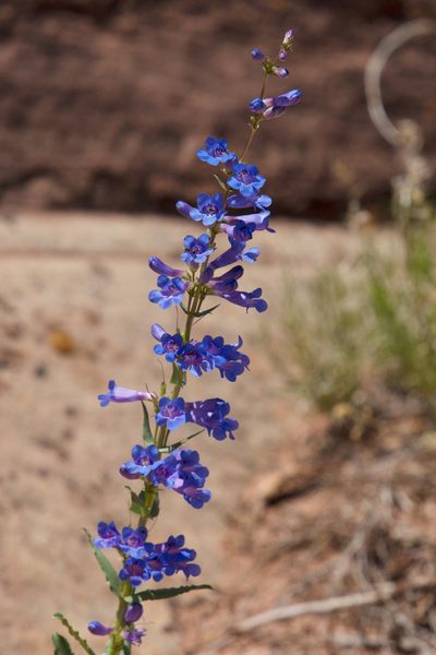 Penstemon cyanocaulis, photographed by Mike Duran