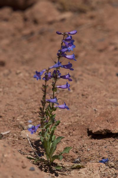 Penstemon cyanocaulis, photographed by Mike Duran