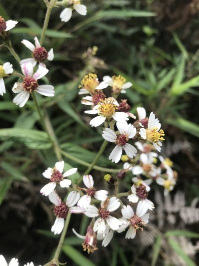 Alloispermum caracasanum, photographed by Nicolás Baresch Uribe
