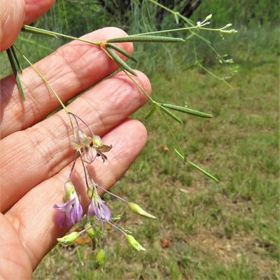 Pediomelum linearifolium, photographed by Annika Lindqvist