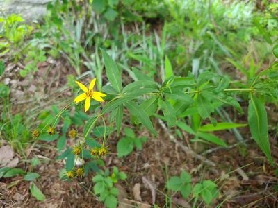Coreopsis major, photographed by Jeff Wilson