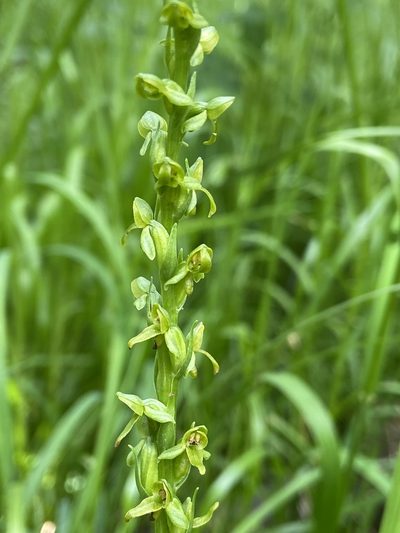 Platanthera purpurascens, photographed by Reid Hardin