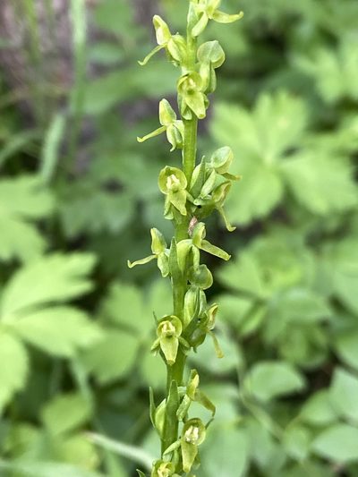 Platanthera purpurascens, photographed by Reid Hardin