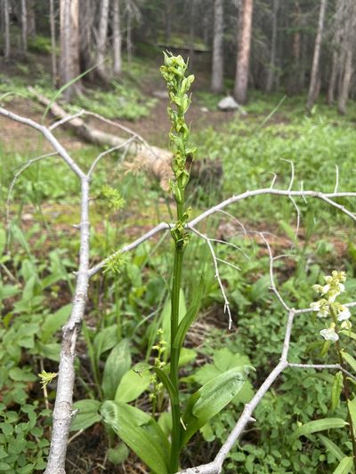 Platanthera purpurascens, photographed by Reid Hardin
