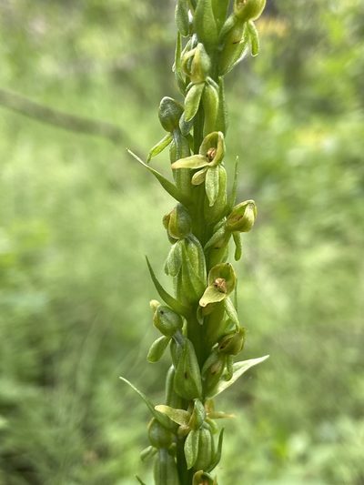 Platanthera purpurascens, photographed by Reid Hardin