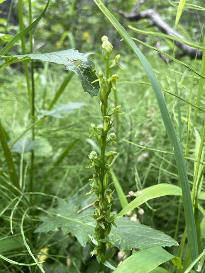 Platanthera purpurascens, photographed by Reid Hardin