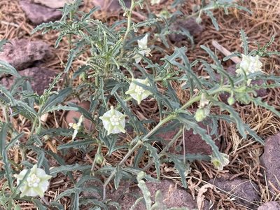 Chamaesaracha coronopus, photographed by Jesse Rorabaugh