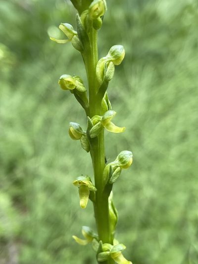 Platanthera purpurascens, photographed by Reid Hardin