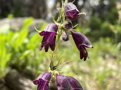 Penstemon whippleanus, photographed by Reid Hardin