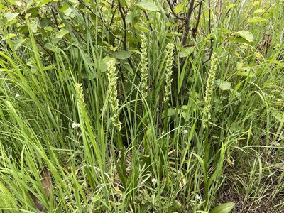 Platanthera huronensis, photographed by Reid Hardin
