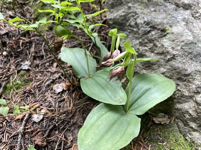 Cypripedium fasciculatum, photographed by Reid Hardin
