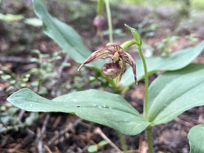 Cypripedium fasciculatum, photographed by Reid Hardin