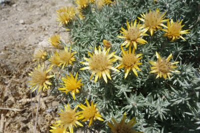 Chuquiraga ulicina, photographed by Jorge Herreros de Lartundo