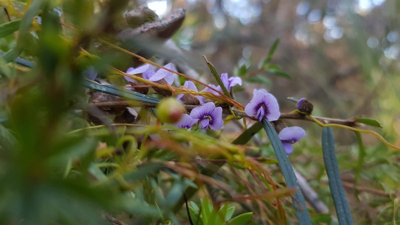 Hovea linearis, photographed by Sofia Zvolanek