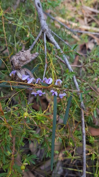 Hovea linearis, photographed by Sofia Zvolanek