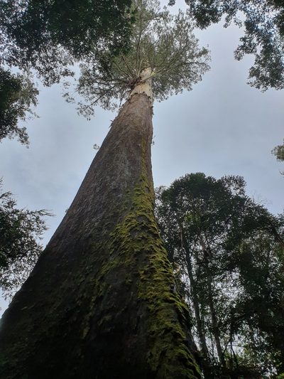 Eucalyptus regnans, photographed by Yoav Daniel Bar-Ness