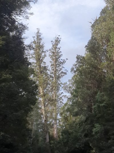 Eucalyptus regnans, photographed by Yoav Daniel Bar-Ness