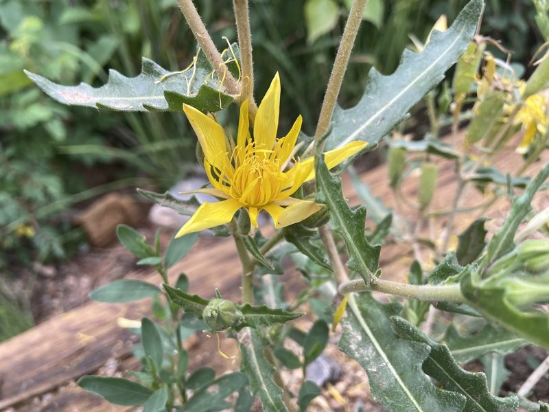 Mentzelia speciosa, photographed by Reid Hardin