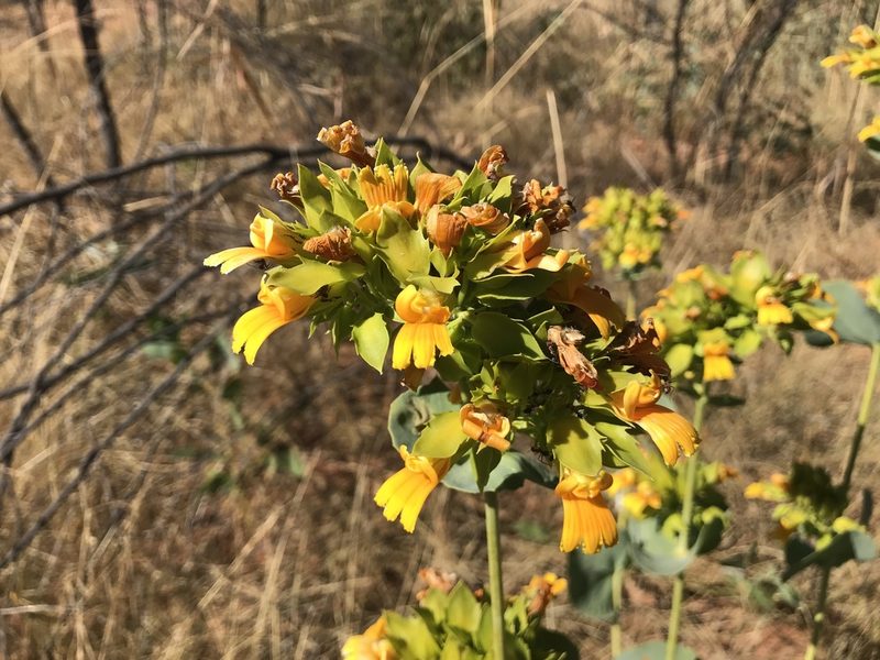 Goodenia panduriformis, photographed by Miguel de Salas