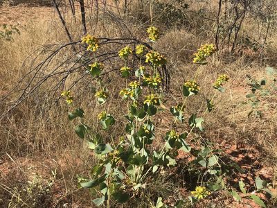 Goodenia panduriformis, photographed by Miguel de Salas