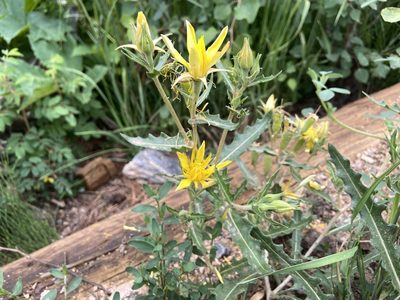 Mentzelia speciosa, photographed by Reid Hardin
