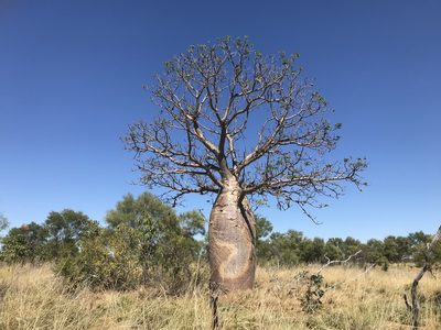 Adansonia gregorii, photographed by Miguel de Salas