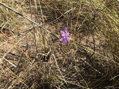 Byblis filifolia, photographed by Miguel de Salas